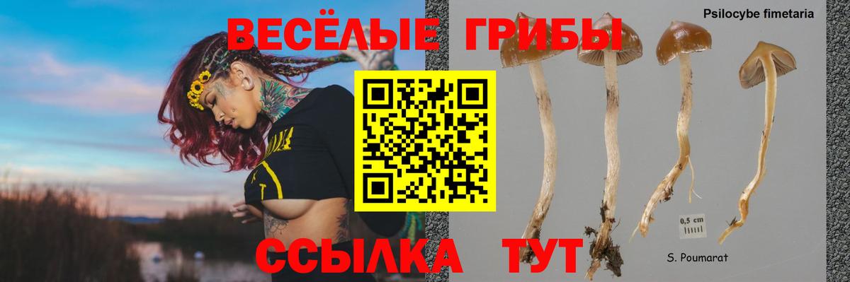 Торжок  Псилоцибиновые грибы прущие грибы  Вход с VPN  наркотики  Галлюциногенные грибы GOLDEN TEACHER 